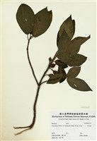 藏品(牛乳榕)的圖片